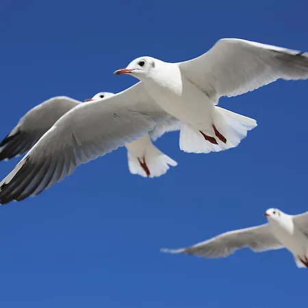 Strandvilla Marina Apartamento